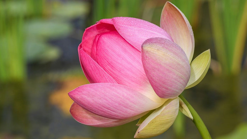 粉色莲花 lotus-flower-pixabay