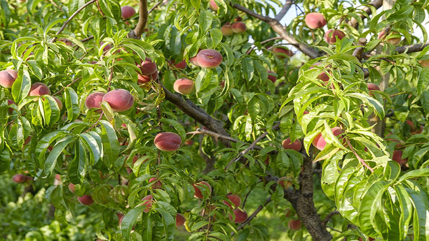 您喜欢吃桃子吗 后院种棵桃树也是个很惬意的事 桃子 挑选 嫁接 绒毛 希望之声