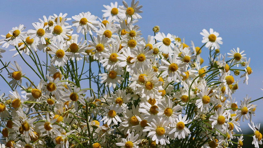 德国洋甘菊（图片：pixabay）