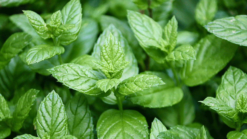 炎炎夏日 巧用薄荷祛暑避邪 薄荷 药食同源 保健功效 祛暑避邪 疏散风热 疏肝解郁 薄荷茶 希望之声