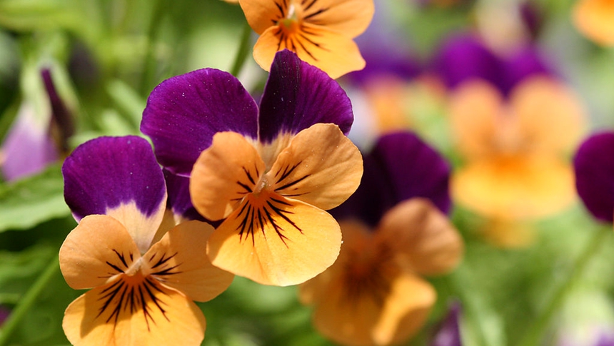 花青素、植物的、色素来源 (Debivort/WikimediaCommons,CC BY-SA 3.0)