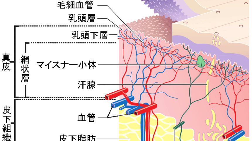 熱天狐臭讓人煩？自製「防臭水」讓你不尷尬 狐臭 汗腺分泌物 細菌 