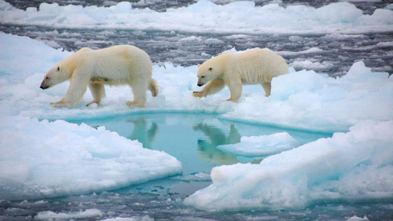 重生 冰河时代微生物 恐引发下一次大流行 大流行 微生物 解冻 古老 海豹瘟热病毒 Phocine Distemper 北冰洋 北极 冻土 融化 重生 海冰 希望之声