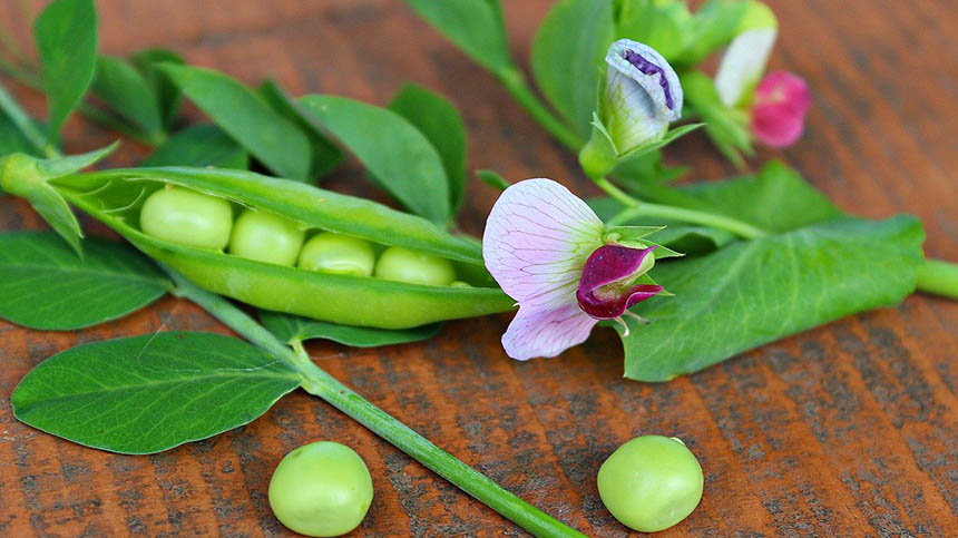 最適宜立秋後種植的十種蔬菜| 立秋| 種植蔬菜| 初霜| 蘿蔔| 綠葉菜