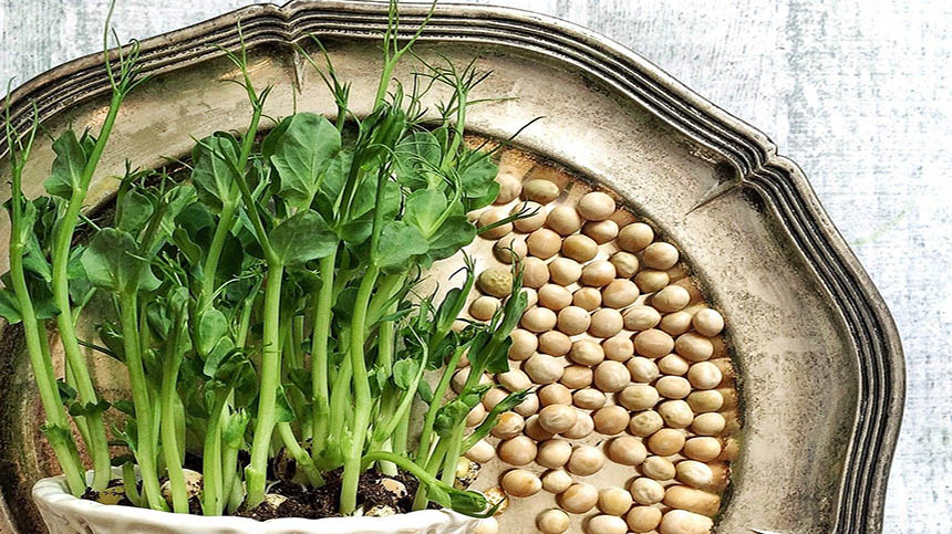 豌豆苗种植或水培都能快速收获 值得一试 豌豆苗 时令菜 种植 水培 两周收获 吃二茬 希望之声