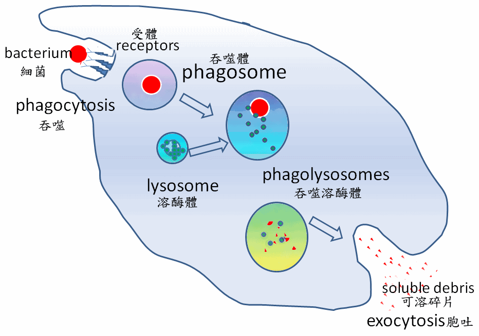 巨噬細胞 （圖片：維基百科/User:GrahamColm ）
