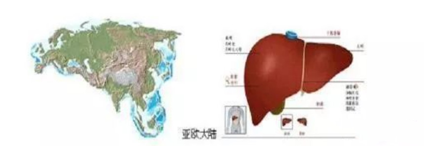 亚洲和肝脏（网络图片）