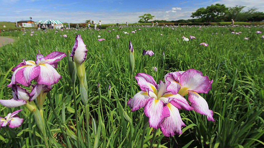 菖蒲(圖片：Wikimedia)