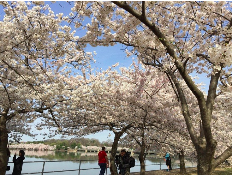 日本擬2021春天開放東奧觀光客