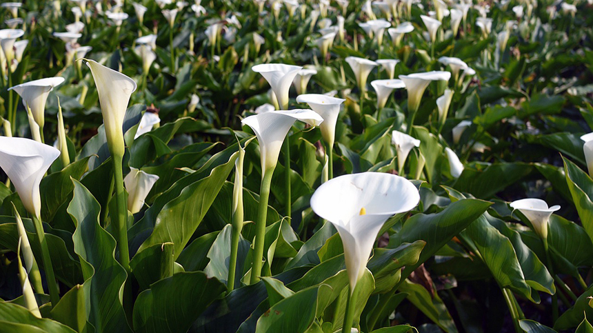 玫瑰花苞雖大但就是不開花怎麼辦 海芋葉子變色 百合種子 劍蘭哪裡買 玫瑰不開花 蘭花種子 希望之聲