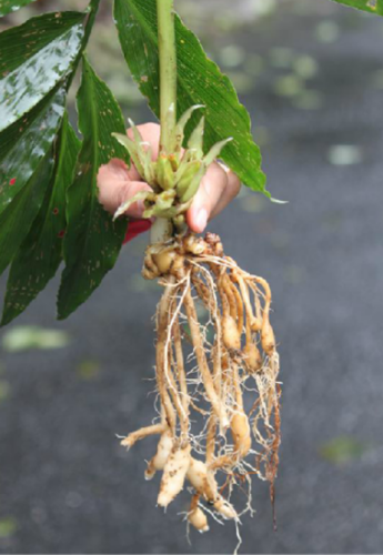 被日本人視為 神菜 的蘘荷 你是否吃過 蘘荷是什麼 蘘荷如何食用 禁忌 蘘荷種植要點 希望之聲