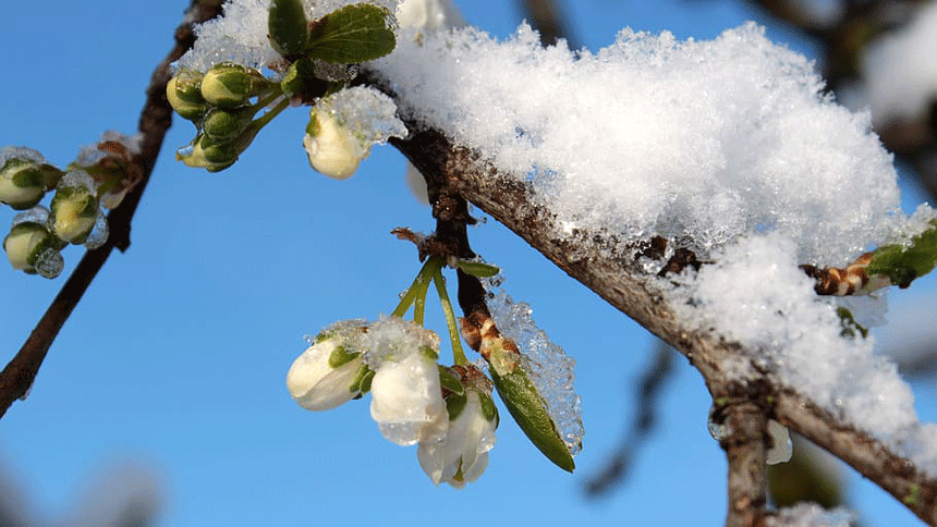 2种“雪中花”，0度冻不死，越冷芽越多| 花卉| 霜冻| 月季花| 铁线莲| 五