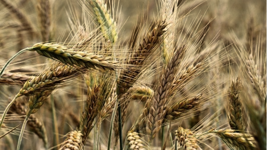 中国暂停进口澳洲CBH谷物有限公司（CBH GRAIN PTY LTD）的大麦