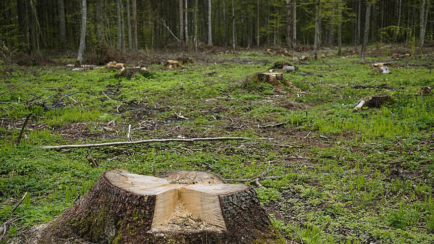 森林遭砍伐（图片：Piqsels）