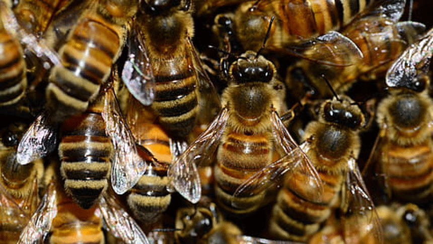蜜蜂（图片：Piqsels）