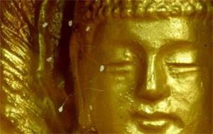 1997年，韩国媒体首次报导清溪寺出现优昙婆罗花（明慧网）