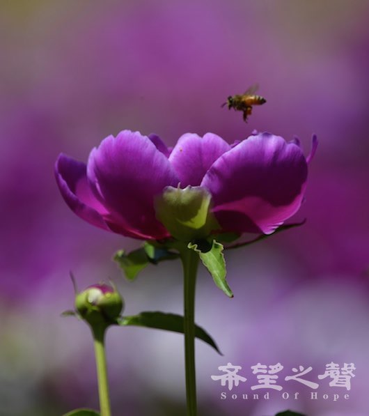 五月賞芍藥 花相猶綽約 花相 芍藥 將離 詩經溱洧 感芍藥 湘雲醉卧芍藥叢 悠悠南國人 希望之聲