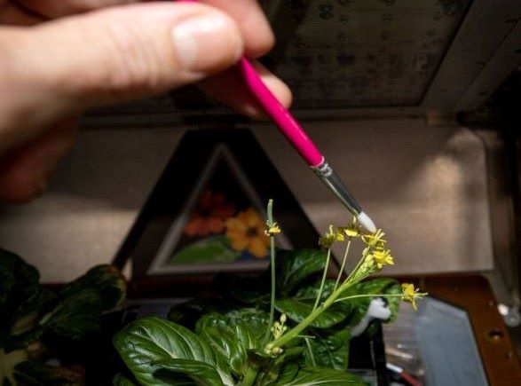Hopkins đã sử dụng cọ vẽ để giúp thụ phấn cho hoa của loại bắp cải "siêu ngắn" trên Trạm vũ trụ quốc tế. (Trang web chính thức của NASA)