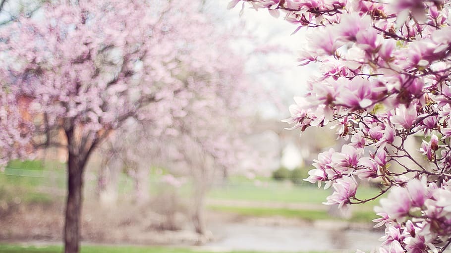 Parc de Sceaux公園春天的櫻花盛開。
