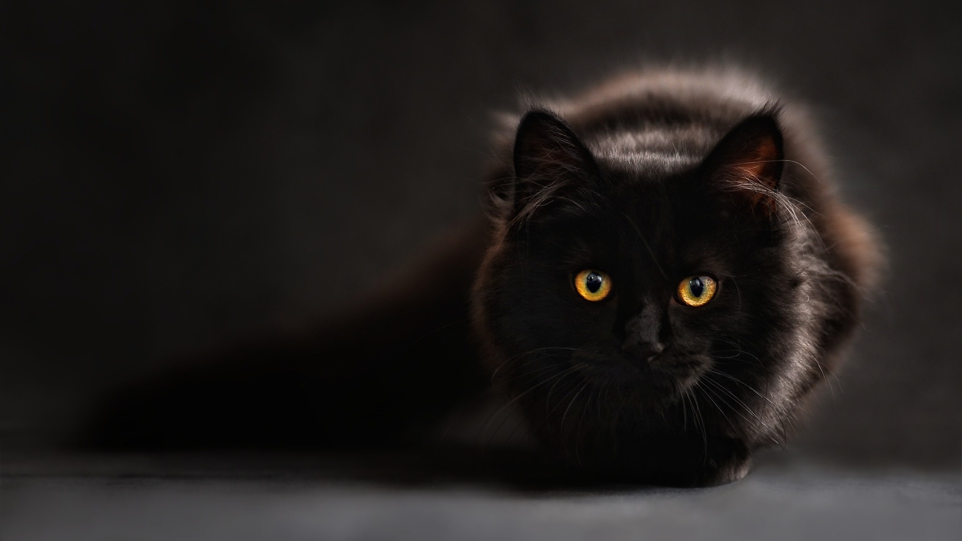 看到黑貓就會有倒霉的事情發生（圖片來源：Pixabay）