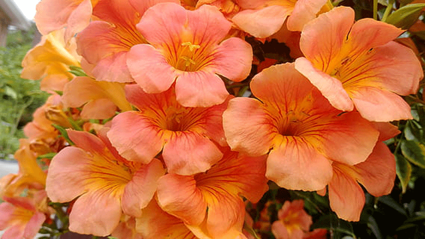 凌霄花(Piqsels)