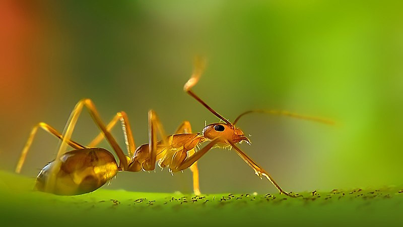 螞蟻的“眼界” | 複眼| 螞蟻| 昆蟲| 眼界| 希望之聲