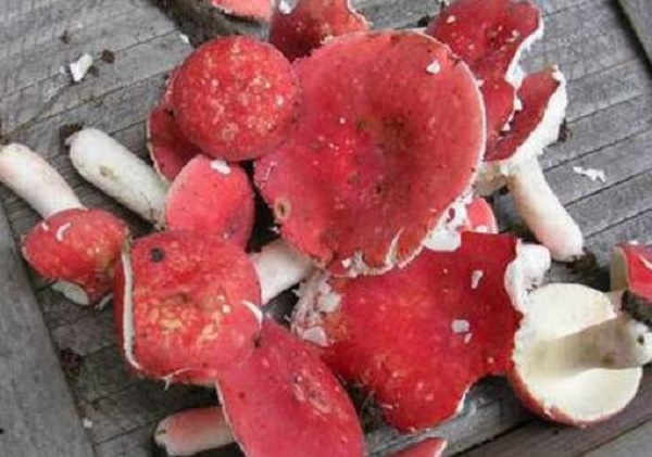 红蘑菇，毒蘑菇（网络图片）