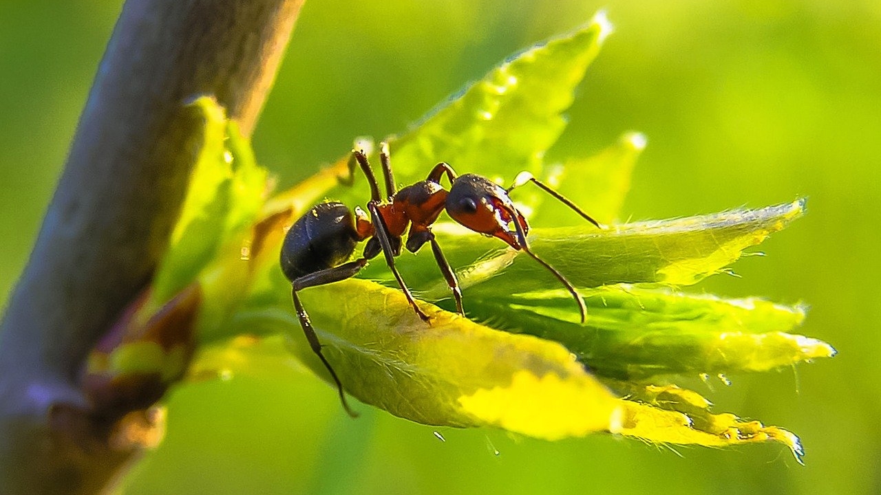 誘殺螞蟻最簡單有效的十個方法| 螞蟻| 有效簡單| 方法| 誘殺螞蟻| 硅藻土| 玉米粉| 小蘇打| 硼砂| 肉桂| 咖啡渣| 希望之聲
