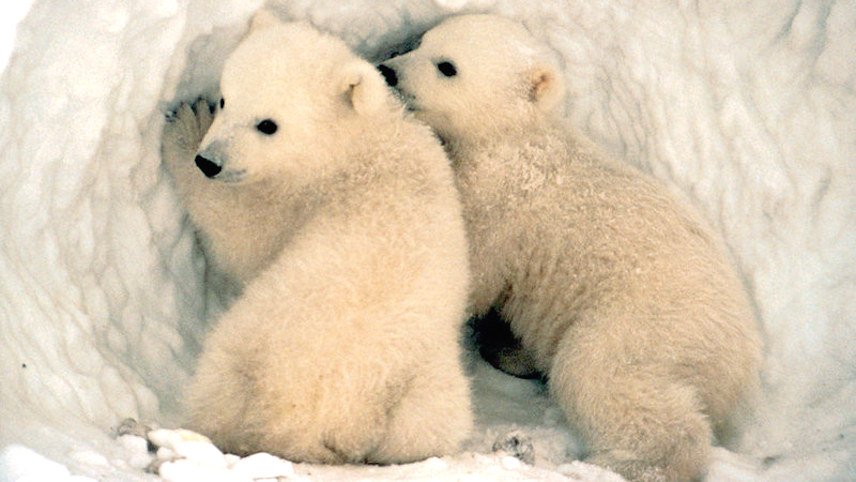 熊比人多的加拿大小镇 北极熊最佳观赏地 加拿大摄影师 野生动物摄影 世界北极熊之都 丘吉尔镇 加拿大 北极熊 丘吉尔野生动物管理区