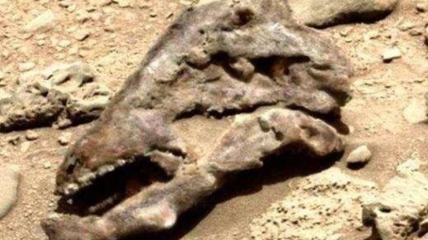 火星驚現恐龍頭骨化石  天文探討