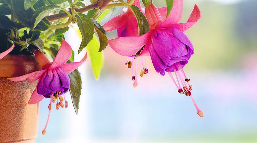 人生感悟 诗与花 人生感悟 孟道仁 诗歌 花草 生命 希望之声