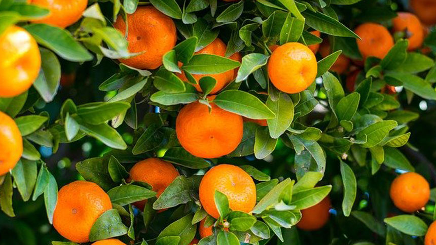 Oranges (pixaby)