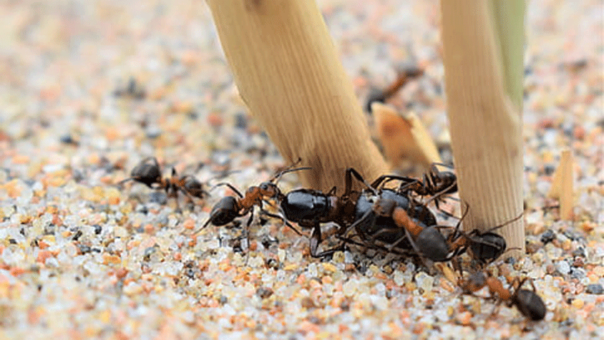 蚂蚁（Piqsels） 