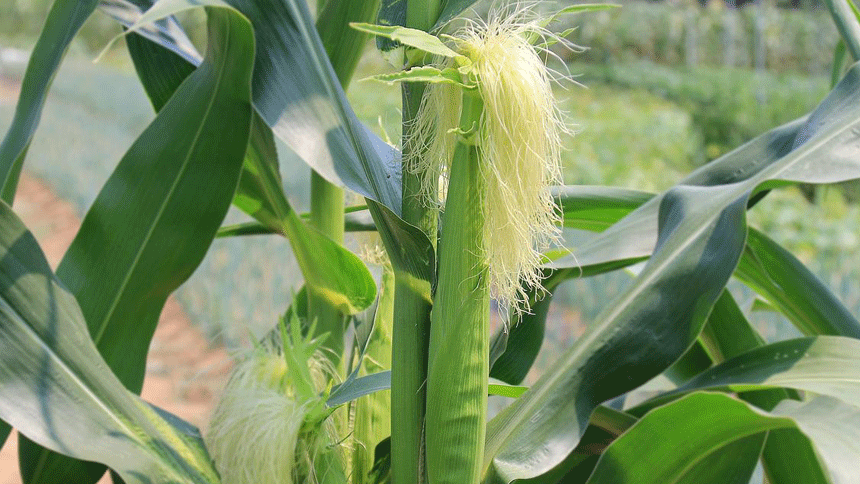 玉米须（Pixabay） 
