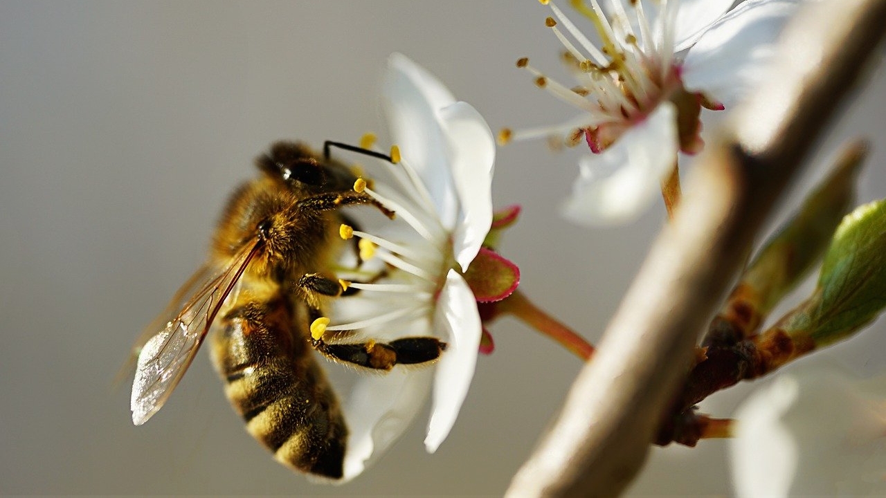 奇葩！加州法院裁定：蜜蜂在加州是魚類網絡炸鍋| 加州法院| 蜜蜂| 魚類| 加州瀕危物種法| 無脊椎動物| 大黃蜂| 希望之聲
