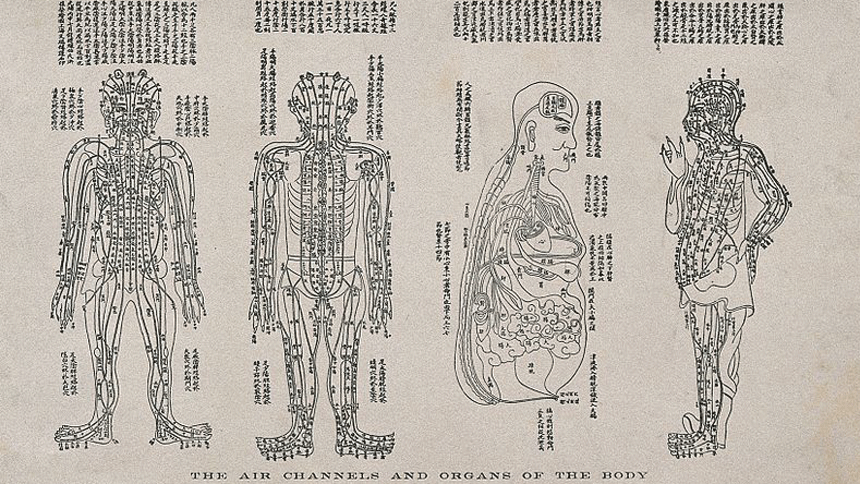 经络、穴位、五脏六腑（Wikimedia Commons ）