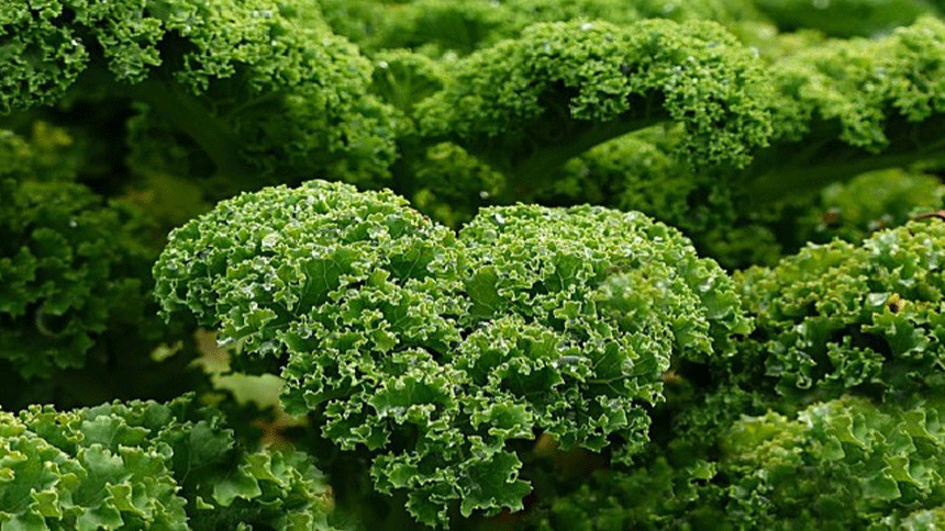 kale (pixabay)