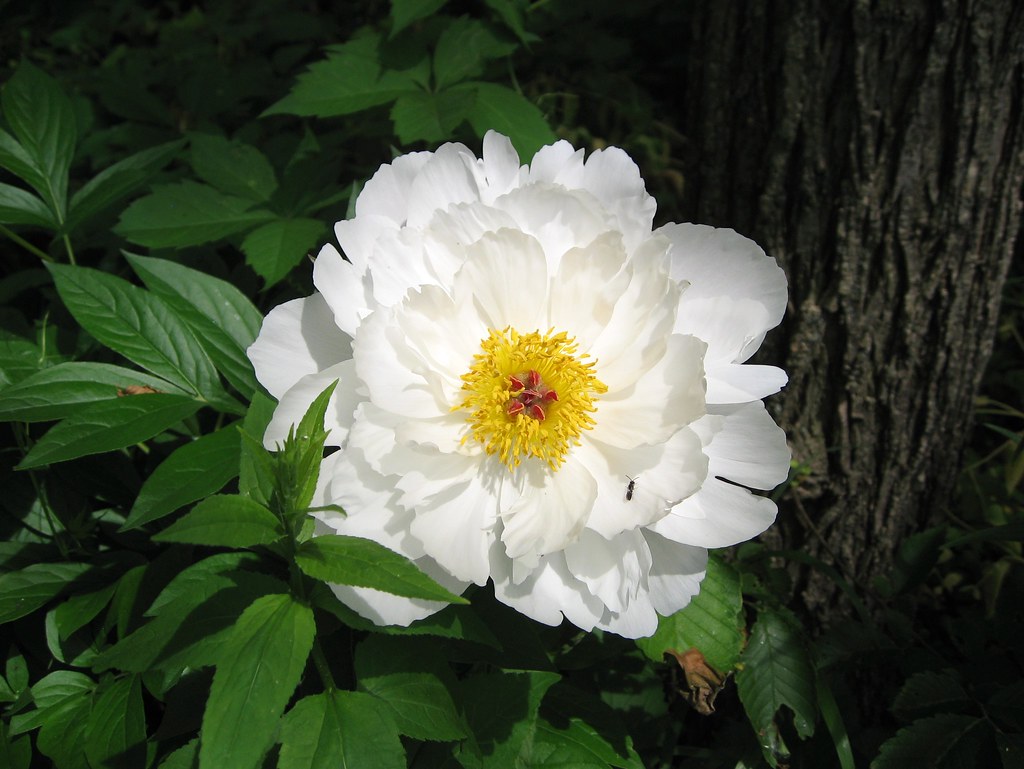 白芍（公有领域）