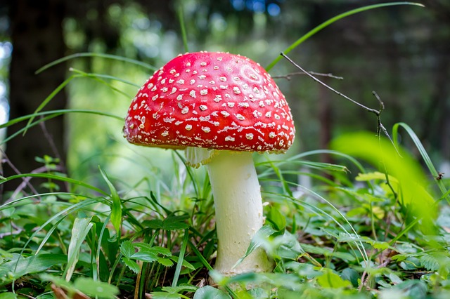 红伞伞，白杆杆的毒蘑菇（图片：Pixabay）