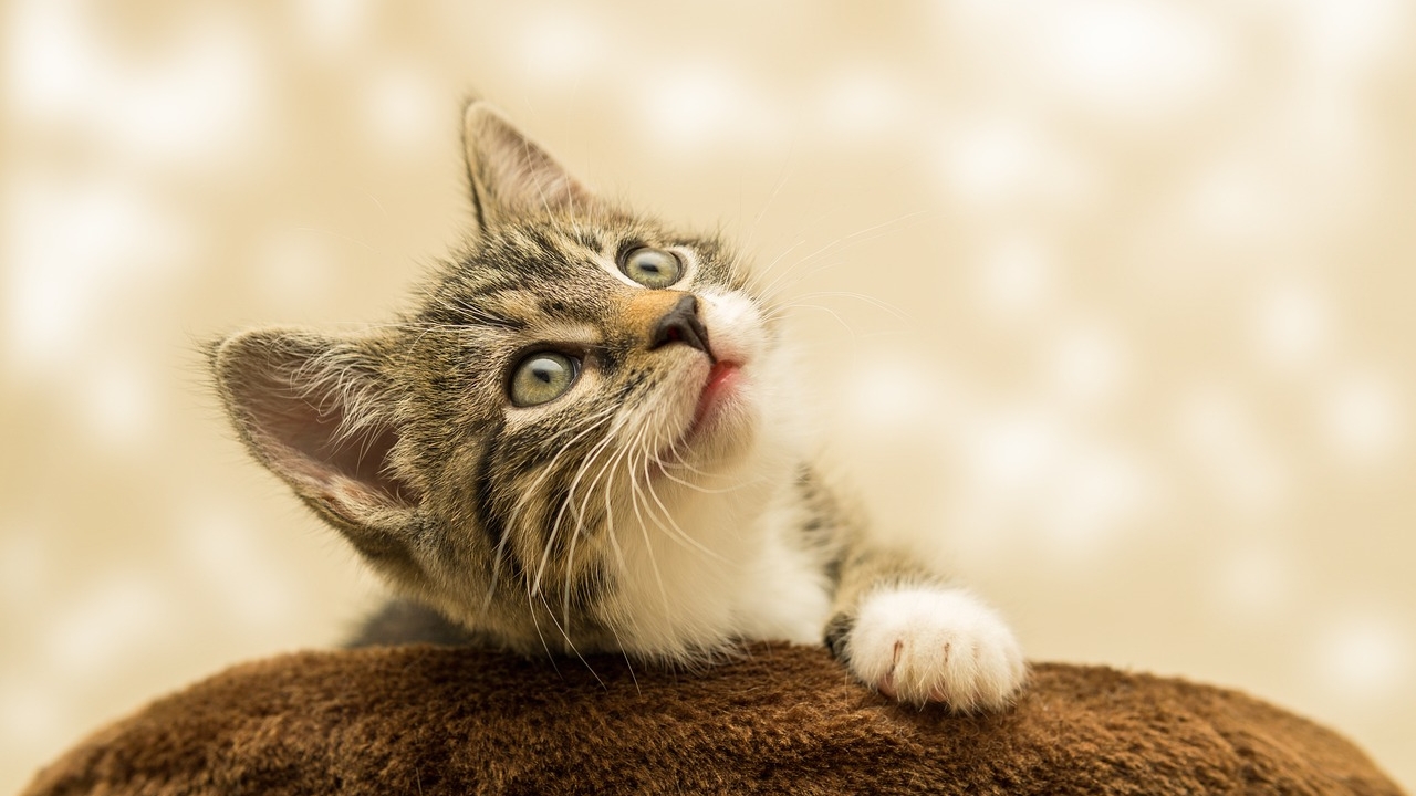 Kitten (Image: pixabay)