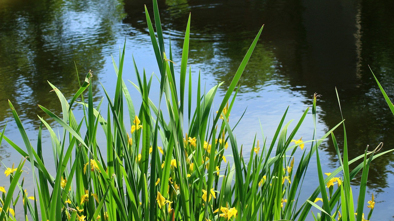 Water calamus, a rhizome of the Araceae plant in China, has medicinal properties for cancer and more.