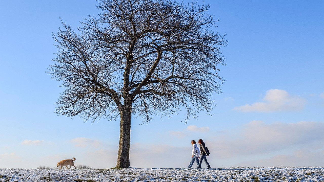 The Relationship Between Physical Activity and Depression in Older Adults