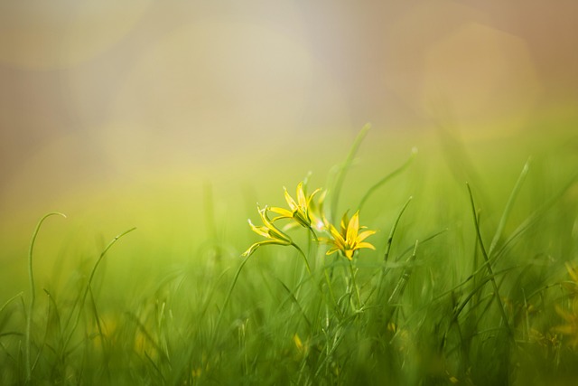 无论现实多么喧嚣，在内心留存一片芳草地，那里生长着美好......（pixabay）