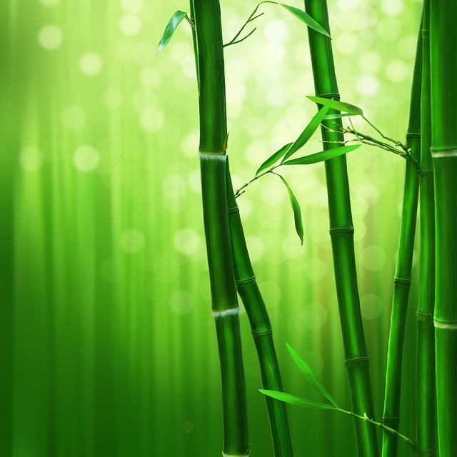 竹（pixabay）