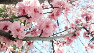 春天、桃花（图片: pixabay）