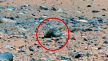 火星表面驚現一頭“野豬”？