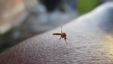 蚊子  （pixabay）